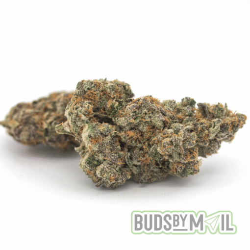 Grapefruit (Premium)