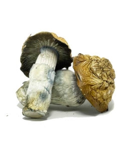 Magic Mushrooms