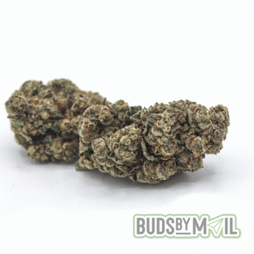 Chocolope