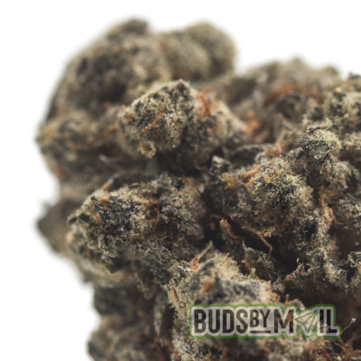 Chocolope - Image 3