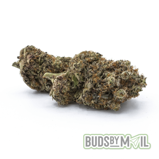 Mimosa (AAA)