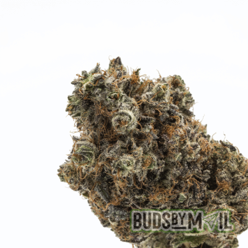 Mimosa (AAA) - Image 3
