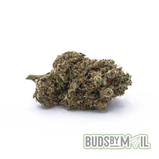 Mimosa (AAA) - Image 2