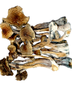 African Magic Mushrooms - (Happy Fungi)