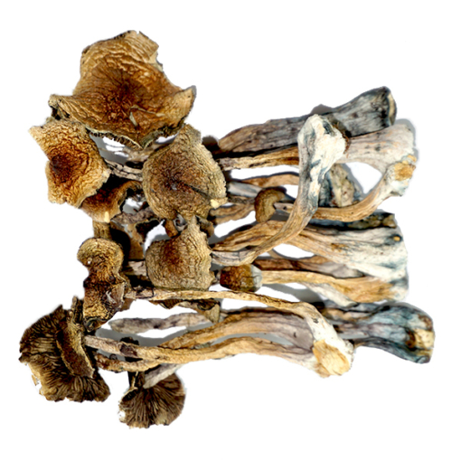 African Magic Mushrooms - (Happy Fungi)