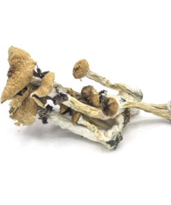 Amazonian Magic Mushrooms - (Happy Fungi)