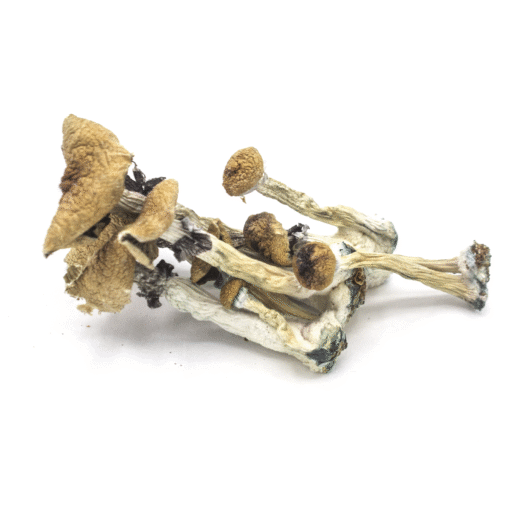 Amazonian Magic Mushrooms - (Happy Fungi)