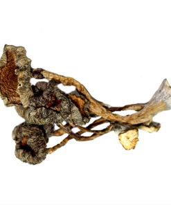 Malabar Magic Mushrooms - (Happy Fungi)