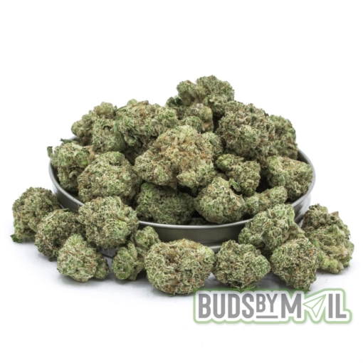 Miracle Alien Cookies (MAC) LSO - Figgly's Farm - Smalls (AAAA)
