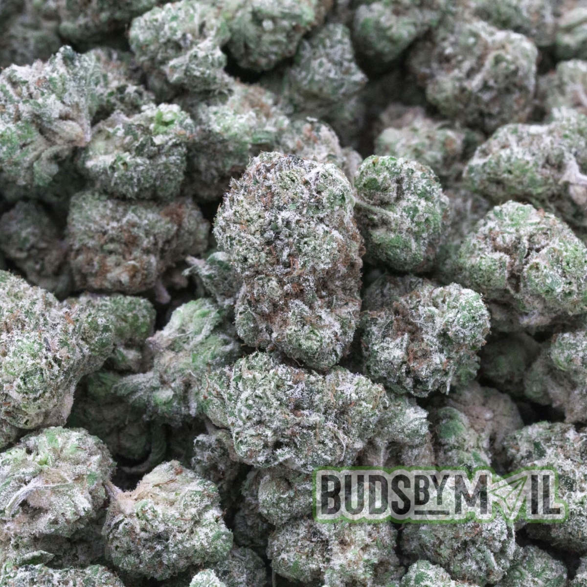 Miracle Alien Cookies (MAC) LSO - Figgly's Farm - Smalls (AAAA) - Image 2