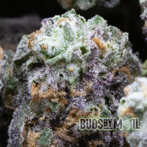 Slurricane - Figgly's Farm - (The Gas 🔥) - Smalls - Image 5