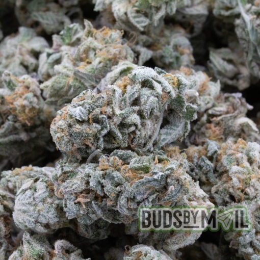 Donkey Butter - Smalls - Image 3