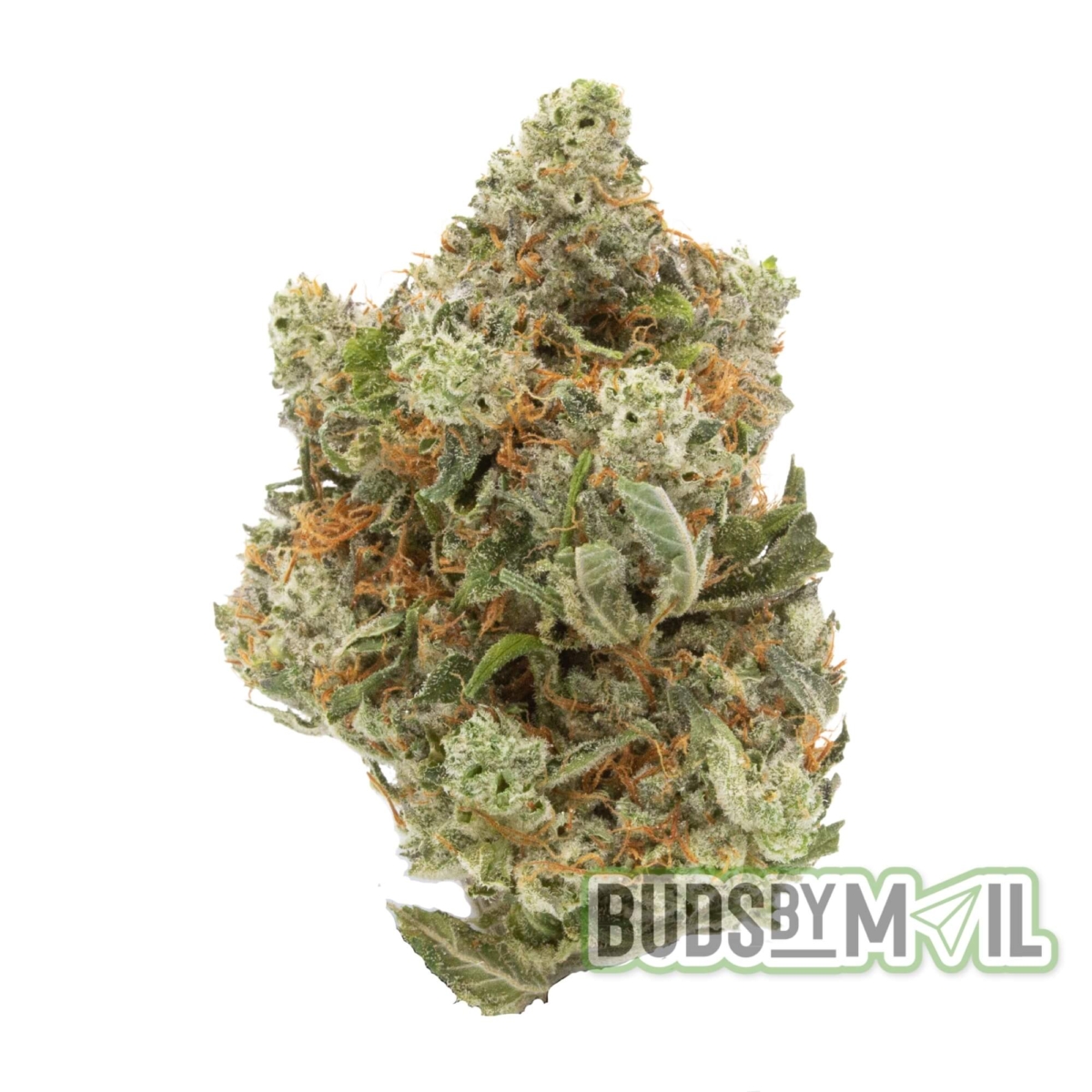 White Truffle (AAA) - Image 2