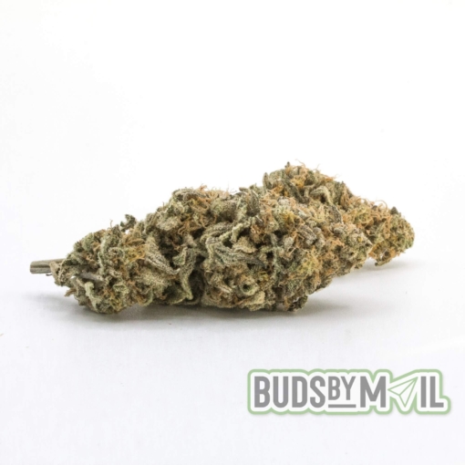 Gorilla Butter – Figgly’s Farm (AAAA) - Image 4
