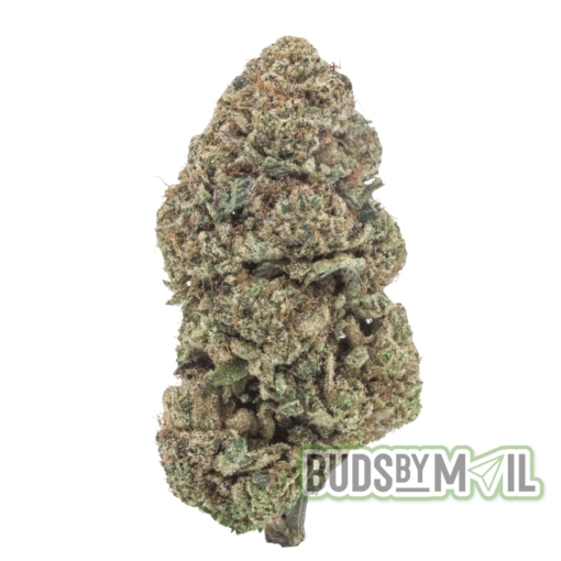 Jack Herer - LSO - Figgly's Farm (AAAA) - Image 2