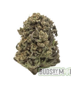 This image captures the Space Monkey strain, prominently featuring its dense, resinous buds that glisten with trichomes. The buds exhibit a rich green hue with hints of purple, reflecting its organic outdoor cultivation. Subtle undertones of grape and diesel in its aroma hint at the strain’s complex flavor profile. The overall presentation emphasizes the natural and potent qualities of this organically grown marijuana product.
