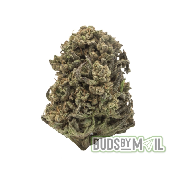 This image captures the Space Monkey strain, prominently featuring its dense, resinous buds that glisten with trichomes. The buds exhibit a rich green hue with hints of purple, reflecting its organic outdoor cultivation. Subtle undertones of grape and diesel in its aroma hint at the strain’s complex flavor profile. The overall presentation emphasizes the natural and potent qualities of this organically grown marijuana product.