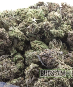 Multiple nugs of Space Monkey marijuana arranged closely, displaying their dense structure and frosty trichomes. The buds are a deep green with purple accents, highlighted by the natural lighting. This image captures the organic and potent characteristics of the outdoor-grown strain.