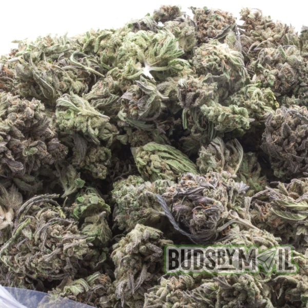 Multiple nugs of Space Monkey marijuana arranged closely, displaying their dense structure and frosty trichomes. The buds are a deep green with purple accents, highlighted by the natural lighting. This image captures the organic and potent characteristics of the outdoor-grown strain.