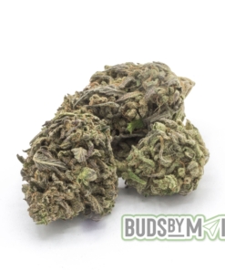 Multiple nugs of Space Monkey marijuana arranged closely, displaying their dense structure and frosty trichomes. The buds are a deep green with purple accents, highlighted by the natural lighting. This image captures the organic and potent characteristics of the outdoor-grown strain.