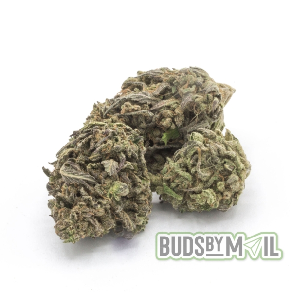 Multiple nugs of Space Monkey marijuana arranged closely, displaying their dense structure and frosty trichomes. The buds are a deep green with purple accents, highlighted by the natural lighting. This image captures the organic and potent characteristics of the outdoor-grown strain.