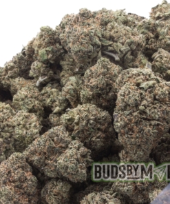 High-resolution image of a single Tangie cannabis bud floating against a white background, showcasing its vibrant green color, bright orange pistils, and a thick coating of frosty trichomes.