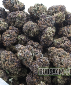 Transparent bag filled with Rockstar marijuana nugs, prominently displaying the dense, purple-hued buds covered in a thick layer of trichomes. The bag is labeled clearly, showcasing the strain's name and enhancing its visual appeal as a potent, high-quality cannabis product.