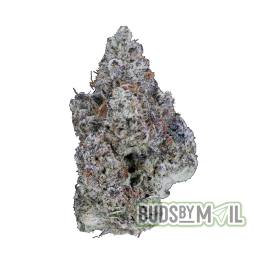 Blue Lobster – LSO – Figgly’s Farm (Premium)