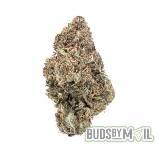 Cereal Milk single bud