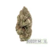 Coconut Runtz single bud