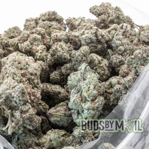 Donkey Dawgs full bag