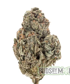 Grease Monkey single