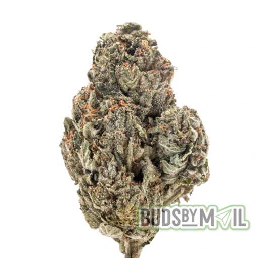Grease Monkey single